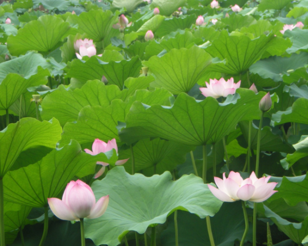經(jīng)典軟文案例20例(經(jīng)典軟文推廣案例20個(gè)超精彩軟文）